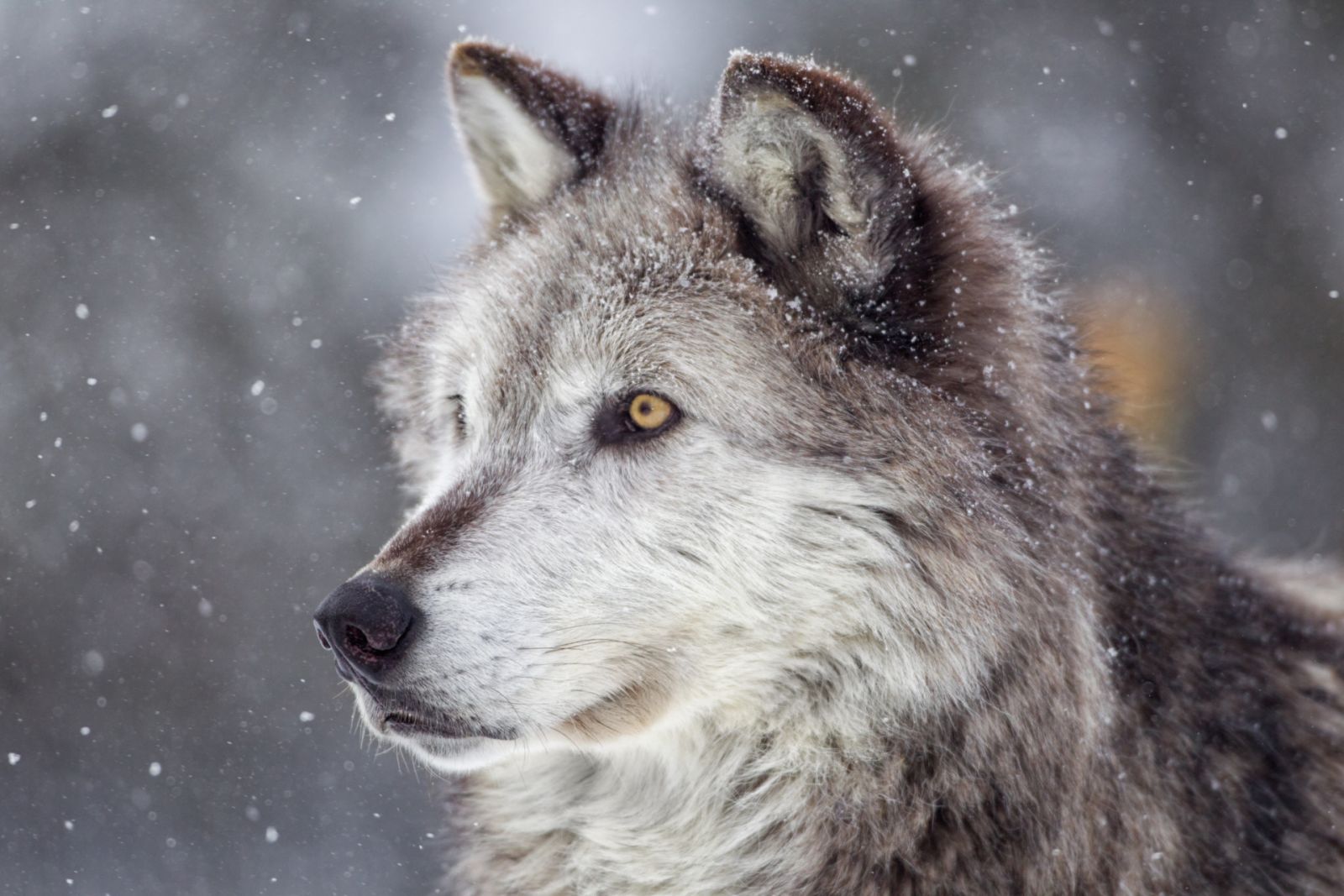 Волк в снегу (подрамник)